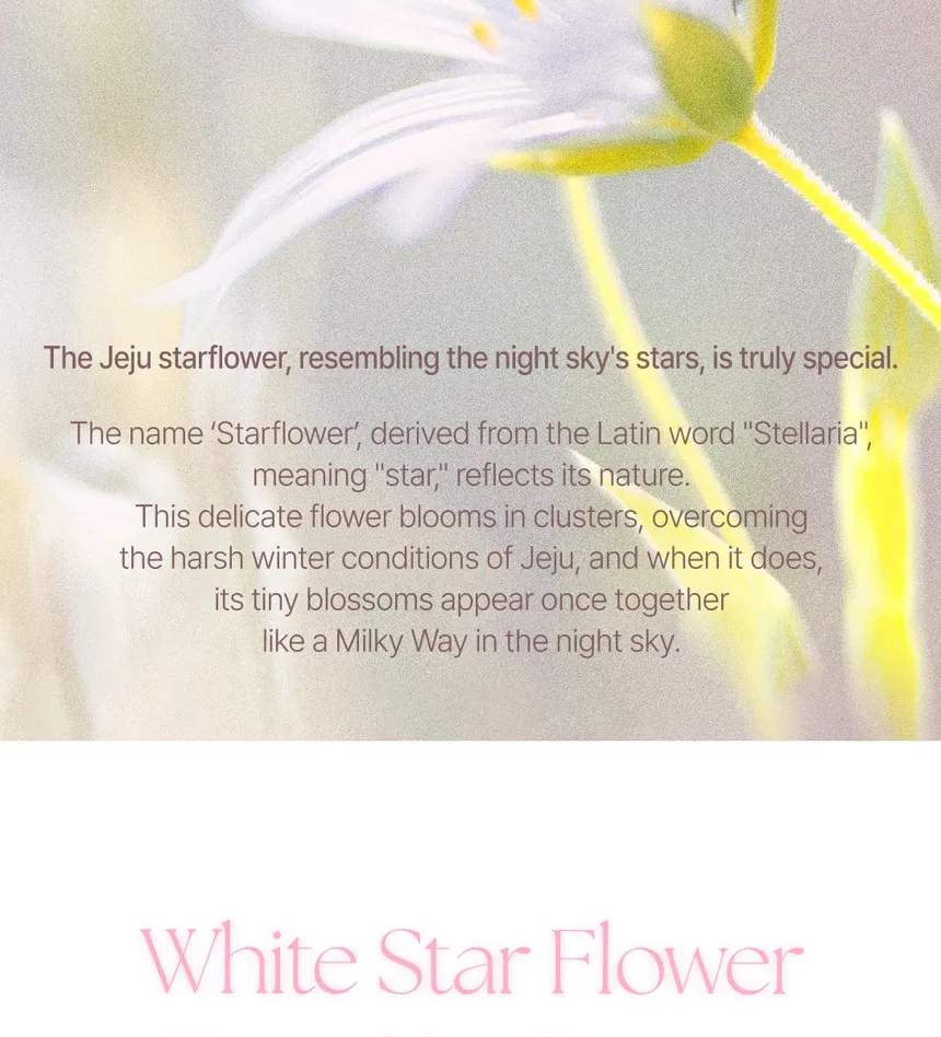 YNM - White Star Flower Tone Up Cream 50ml